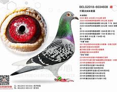 鸽羽林客户端邕城上演羽林争霸