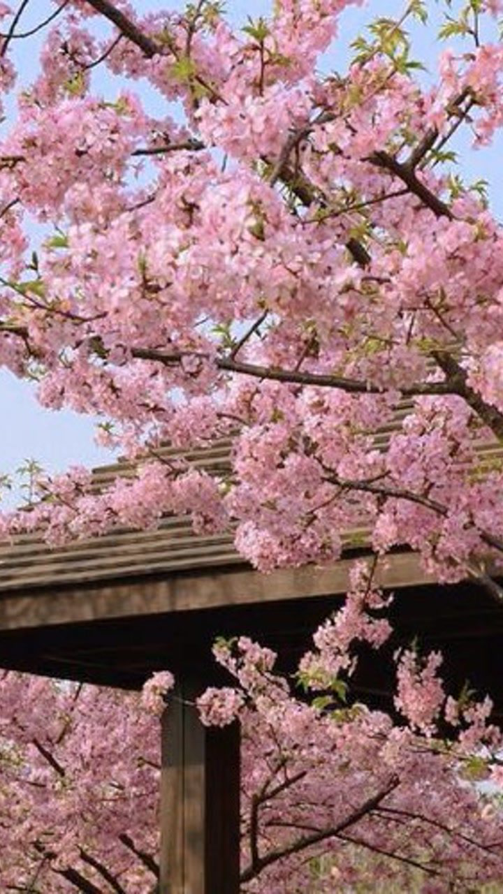 苹果版樱花直播苹果隐藏带颜色的app