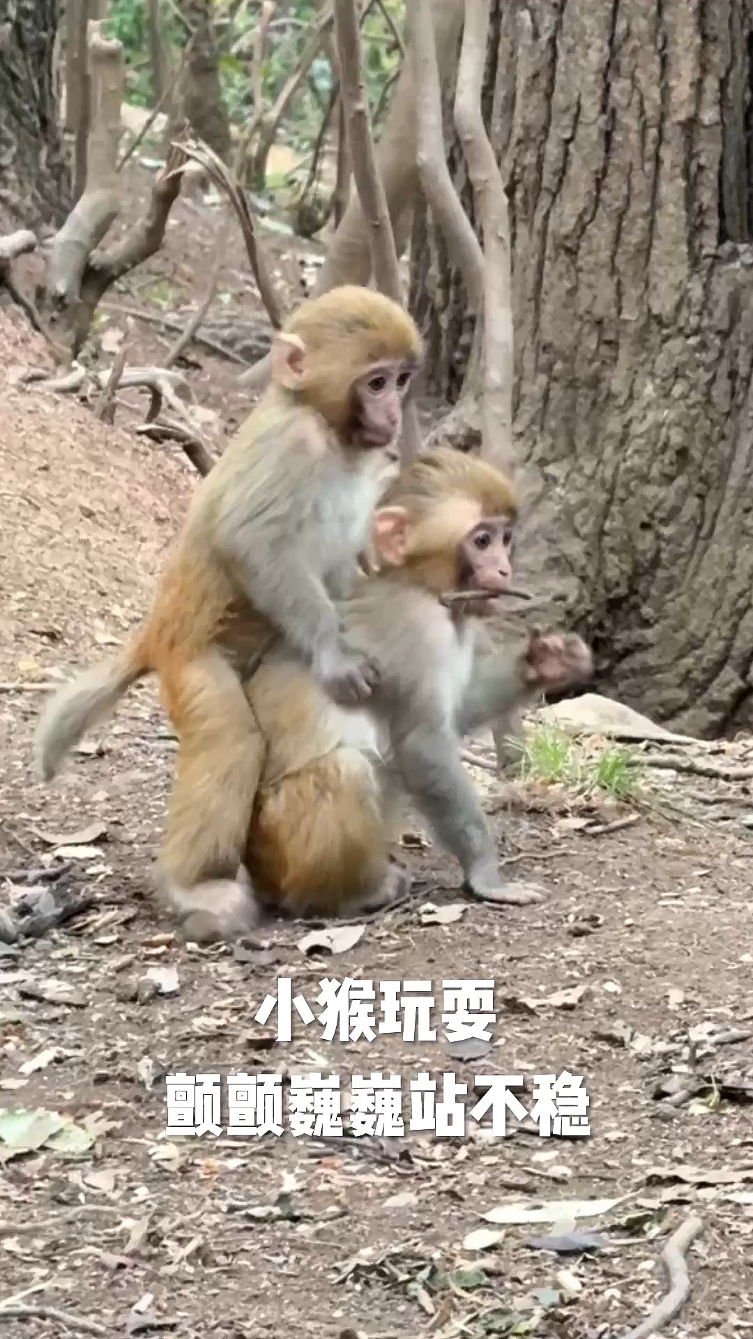 猴站手机版猴子游戏盒子手机版